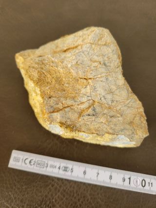 Expositor Fósil Sauropodo Cretácico S030