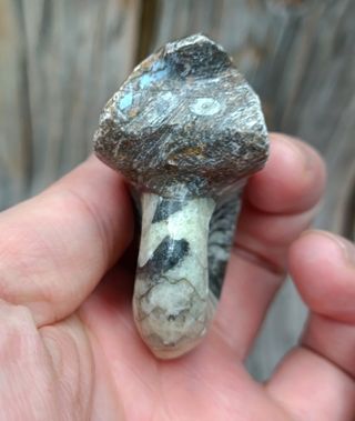 Fósil de Amonite Blanco y Negro