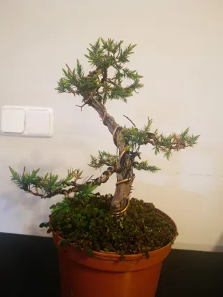 Bonsái Juniperus Stricta