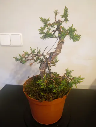 Bonsái Juniperus Stricta