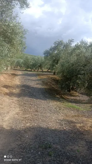Finca de olivos en venta