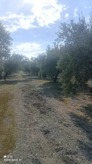 Finca de olivos en venta