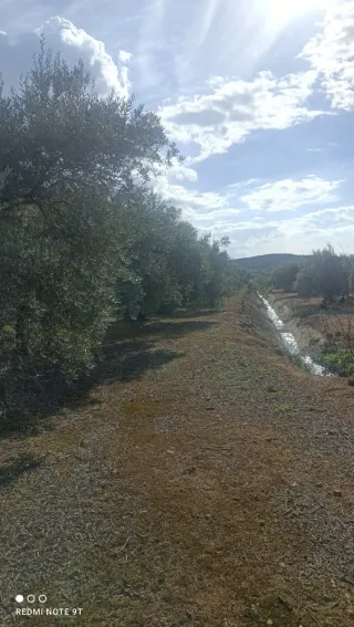 Finca de olivos en venta