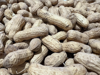 Semillas de cacahuete var. Cacaua