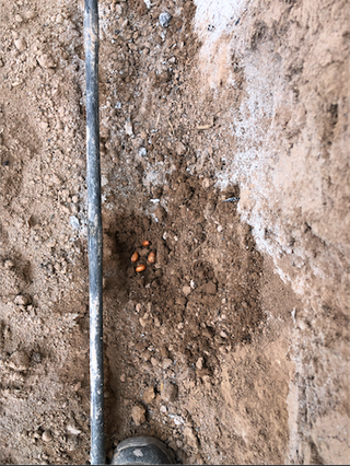 Semillas de cacahuete var. Cacaua