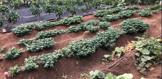 Semillas de cacahuete var. Cacaua