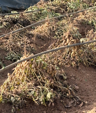 Semillas de cacahuete var. Cacaua