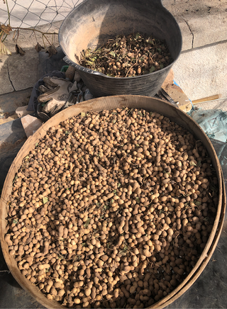 Semillas de cacahuete var. Cacaua