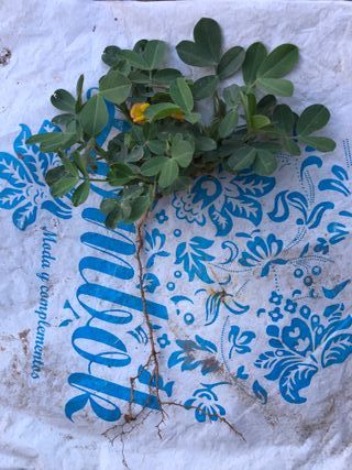 Semillas de cacahuete var. Cacaua