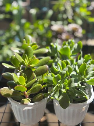 Lote 2 macetas blancas con plantas