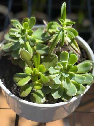 Maceta con plantas suculentas