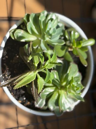 Maceta con plantas suculentas