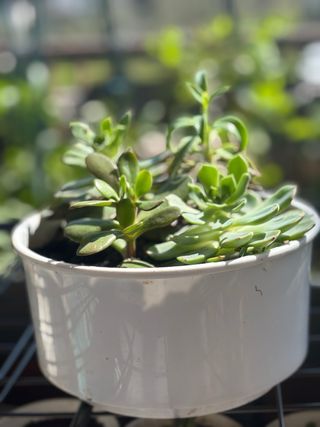 Maceta con plantas suculentas