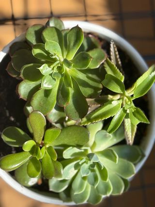 Maceta con plantas suculentas