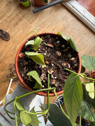 Cebu Blue joven en maceta