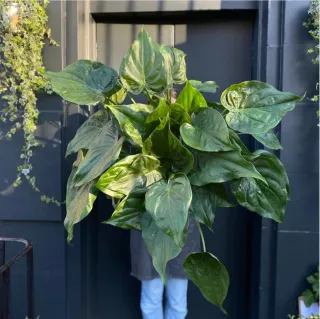 Planta Alocasia cucullata