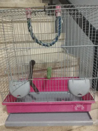 Jaula para pájaros periquitos agapornis ninfas