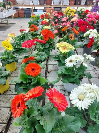 Gerbere in vaso margheritoni