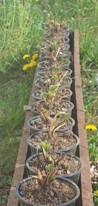 15 Plantas de fresa en maceta