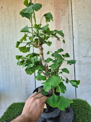 Prebonsai Ginkgo Biloba 12 años. OFERTA MAYO