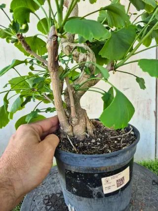 Prebonsai Ginkgo Biloba 12 años. OFERTA MAYO