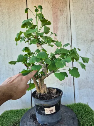 Prebonsai Ginkgo Biloba 12 años. OFERTA MAYO