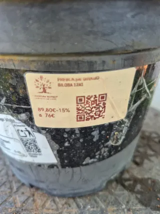 Prebonsai Ginkgo Biloba 12 años. OFERTA MAYO