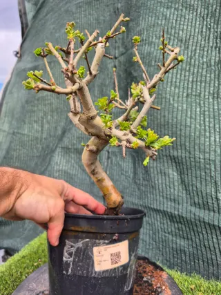 Prebonsai Crataegus 14A1 Oferta abril, solo españa