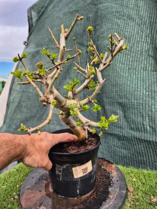 Prebonsai Crataegus 14A1 Oferta abril, solo españa