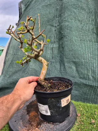 Prebonsai Crataegus 14A1 Oferta abril, solo españa
