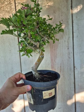 Prebonsai Crataegus 14A1 Oferta abril, solo españa