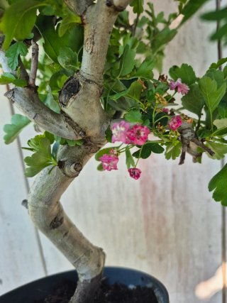 Prebonsai Crataegus 14A1 Oferta abril, solo españa