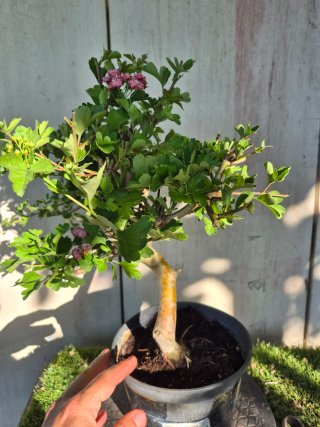 Prebonsai Crataegus 14A1 Oferta abril, solo españa