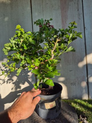 Prebonsai Crataegus 14A1 Oferta abril, solo españa