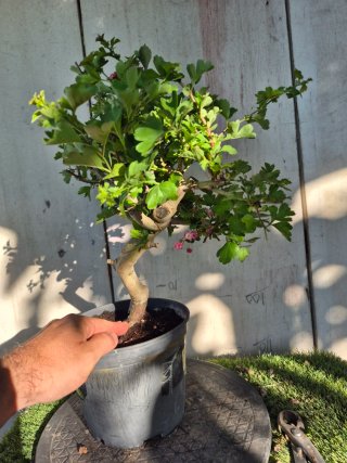 Prebonsai Crataegus 14A1 Oferta abril, solo españa