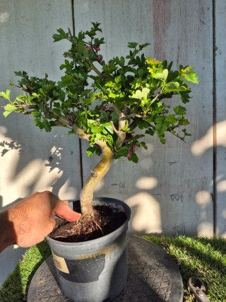 Prebonsai Crataegus 14A1 Oferta abril, solo españa