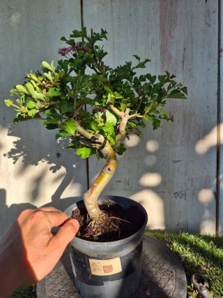 Prebonsai Crataegus 14A1 Oferta abril, solo españa