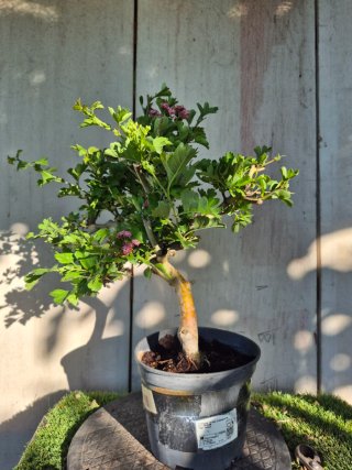 Prebonsai Crataegus 14A1 Oferta abril, solo españa