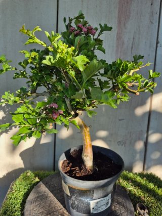 Prebonsai Crataegus 14A1 Oferta abril, solo españa