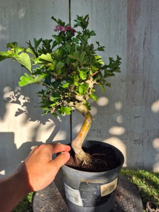 Prebonsai Crataegus 14A1 Oferta abril, solo españa