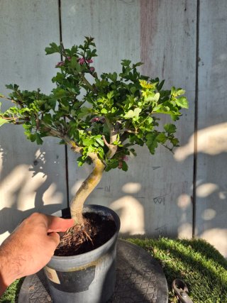 Prebonsai Crataegus 14A1 Oferta abril, solo españa