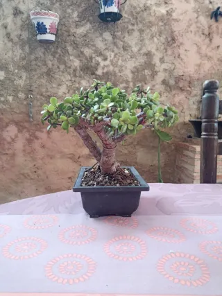 Bonsái Suculenta Jade maceta imitación bonsai