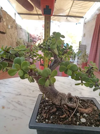 Bonsái Suculenta Jade maceta imitación bonsai