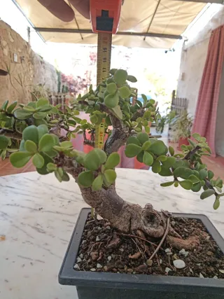 Bonsái Suculenta Jade maceta imitación bonsai
