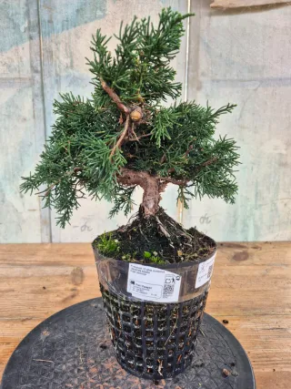 Prebonsai Junípero Chino Kyushu 12A1 oferta abril