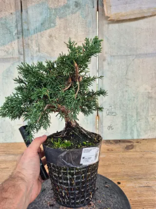 Prebonsai Junípero Chino Kyushu 12A1 oferta abril