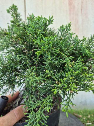 Prebonsai Junípero Chino Kyushu 12A1 oferta abril