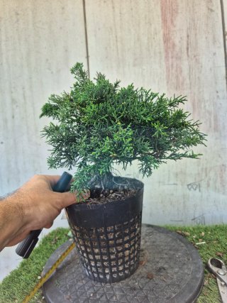 Prebonsai Junípero Chino Kyushu 12A1 oferta abril