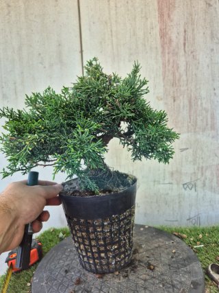 Prebonsai Junípero Chino Kyushu 12A1 oferta abril