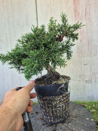 Prebonsai Junípero Chino Kyushu 12A1 oferta abril
